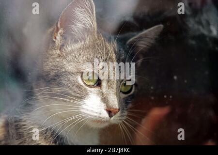 Bel ritratto giovane di cenere gatto dietro un vetro della finestra Foto Stock