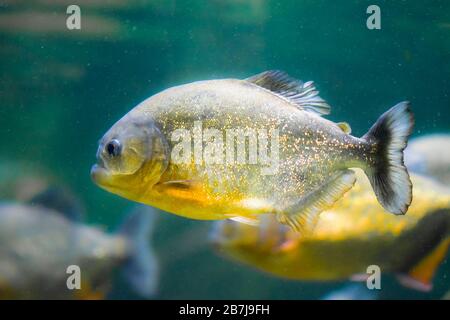 Il piranha rosso-belled, il piranha rosso (Pygocentrus nattereri) Foto Stock