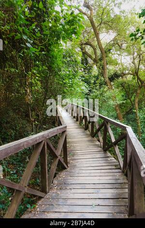 Bel piccolo ponte di legno che conduce attraverso gli incamminabili fitti di alberi e cespugli . Cammina all'ombra Foto Stock