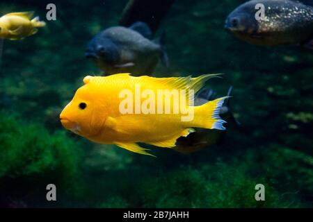 Midas cichlid in acquario, Amphilophus citrinellus dall'America. Foto Stock