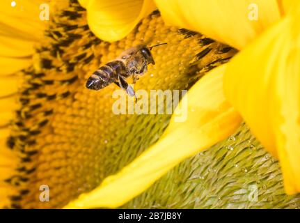 Bee nel girasole. Close-up ape su fiore giallo raccoglie il nettare Foto Stock