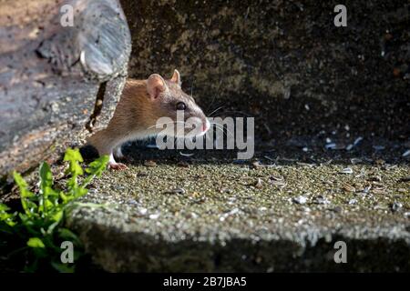 curioso ratto di norvegia marrone selvaggio, rattus norvegicus, testa Foto Stock