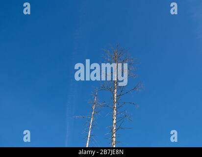 Alberi di calvo dopo l'attacco di coleotteri di corteccia con sfondo blu nella regione tedesca chiamata Harz Foto Stock