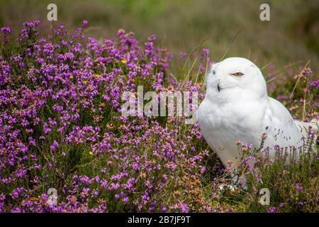 Gufo nevoso nell'Heather Foto Stock