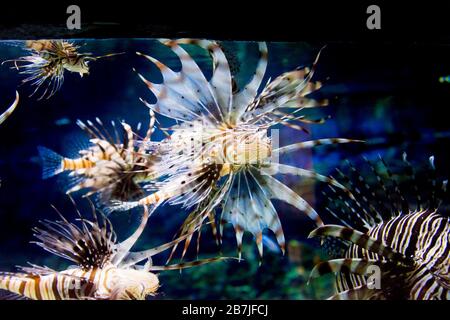 Il lionfish rosso (Pterois volitans) è un pesce venoso della famiglia Scorpaenidae, Ordine Scorpaeniformes Foto Stock