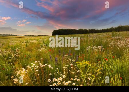 Bellissimo prato di fiori al tramonto con nuvole rosa in un paesaggio rurale panoramico in primavera. Margherite, papaveri e lunghe erbe selvatiche coprono una vista del Norfolk Foto Stock