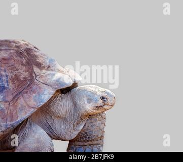 Primo piano della testa e dei piedi di una gigantesca tartaruga galapagos, isolata su uno sfondo grigio chiaro Foto Stock