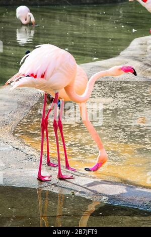 Un paio di fenicotteri rosa vicino all'acqua. Uno che guarda in alto, un altro che guarda in basso Foto Stock