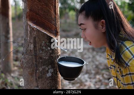 Ritratto giardiniere giovane asea donna guardare una tazza piena di para latte crudo di gomma di albero in piantagione gomma maschiatura forma Thailandia, buoni prodotti agricoli, H Foto Stock
