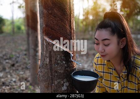 Ritratto giardiniere giovane asea donna guardare una tazza piena di para latte crudo di gomma di albero in piantagione gomma maschiatura forma Thailandia, buoni prodotti agricoli, H Foto Stock