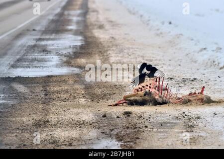 Una strada uccise cervi sul lato della strada con un uccello di magpie che si nutrì della carcassa nella campagna Alberta Canada Foto Stock