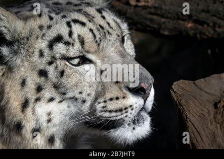 Femmina di snow leopard (close-up) Foto Stock