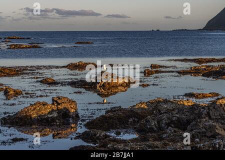 Singolo gabbiano su roccia Foto Stock