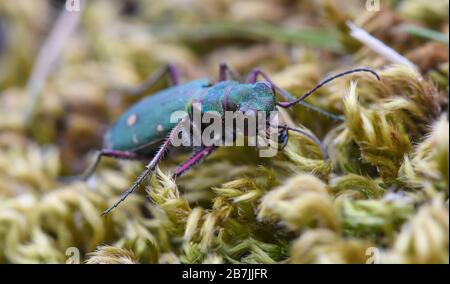 Macro di un comune coleottero tigre che si aggirano sul muschio Foto Stock