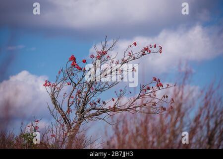 Un caldo fiore rosa si piega verso la luce del sole nel mezzo di un prato invernale arido. Foto Stock