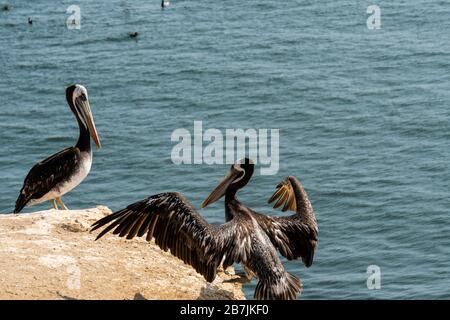 Paracas National Reserve, pellicano peruviano (Pelecanus thagus), Ica, Perù. Foto Stock