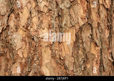 Corteccia di albero marrone in primo piano Foto Stock