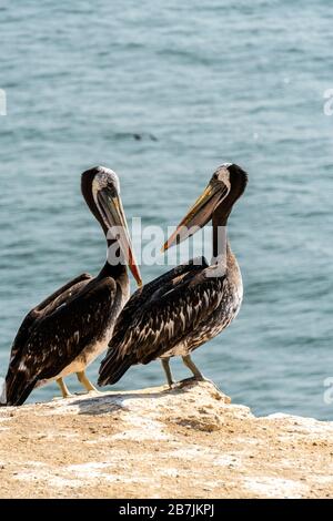 Paracas National Reserve, Ica, Perù. Foto Stock