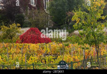 Vigneto sulla collina Montmartre Parigi Francia Foto Stock