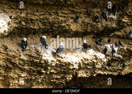 Paracas National Reserve, peruviana booby (Sula variegata), Ica, Perù. Foto Stock