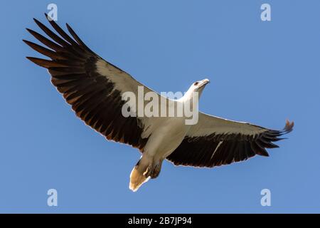 Aquila bianca su Langkawi in Malesia in volo Foto Stock