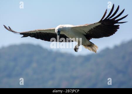 Aquila bianca su Langkawi in Malesia in volo Foto Stock