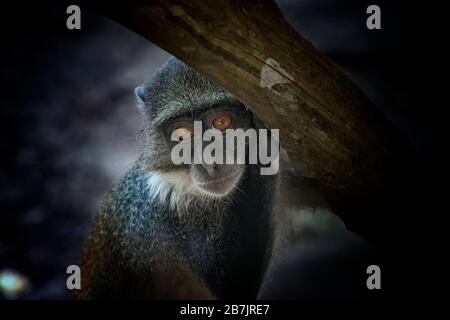 Scimmia, Cercopithecus albogularis, seduta su un albero e guardando. È carino. Appoggia la mano su un ramo. È una foto della fauna selvatica in Africa, Kenya. Il Foto Stock