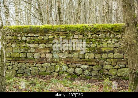 Un muschio coperto e insolita parete di pietra a secco con motivi geometrici fatta di grandi blocchi di pietra nel mezzo di un legno vicino Langwathby, Inghilterra Foto Stock