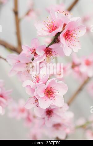 Prunus Persica. Fiori di Peach 'Peregrine' in primavera. REGNO UNITO Foto Stock
