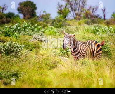 La zebra di Grevy si erge nell'erba alta e si stacca la lingua. È una foto della fauna selvatica in Africa, Kenya, Tsavo East National Park. È una bella Foto Stock