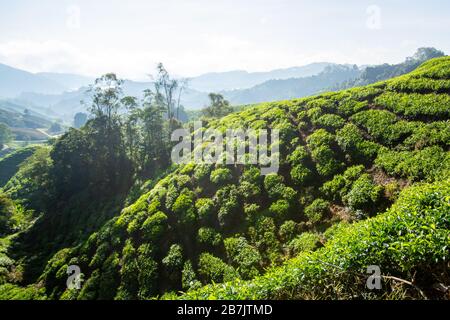 Piantagioni di tè a Brinchang nelle Cameron Highlands in Malesia Foto Stock