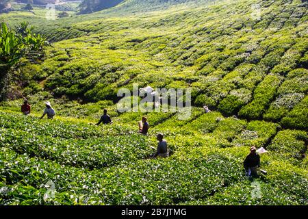 Lavoratori nelle piantagioni di tè a Brinchang nelle Cameron Highlands in Malesia Foto Stock