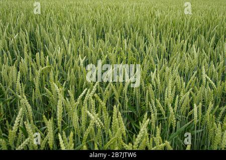 Vista panoramica su bella fattoria verde grano paesaggio Germania, estate, dettagli, closeup Foto Stock