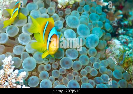 Anemonefish egiziano del Mar Rosso Foto Stock