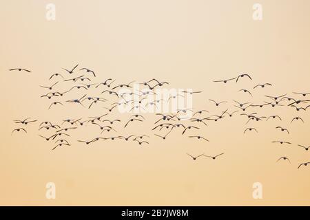 Le oche della neve si accollano all'alba Foto Stock