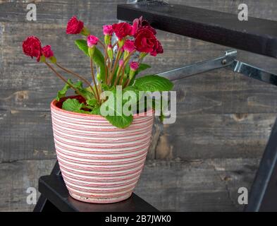 Un vaso di fiori bianco e rosa con un'insolita e luminosa primula cremisi. Si erge su una scala di legno. Simbolo dell'umore primaverile. Foto Stock