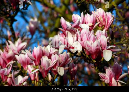 Blütenpracht einer Magnolie (Magnolia) Hybride im Frühling Foto Stock
