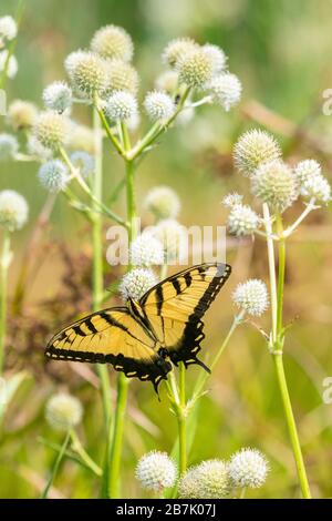 03023-03311 Tiger Swallowtail orientale (Papilio glaucus) su Rattlesnake Master (Eryngium yuccifolium) Marion Co. Il Foto Stock