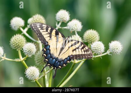 03023-03405 Tiger Swallowtail orientale (Papilio glaucus) su Rattlesnake Master (Eryngium yuccifolium) Marion Co. Il Foto Stock