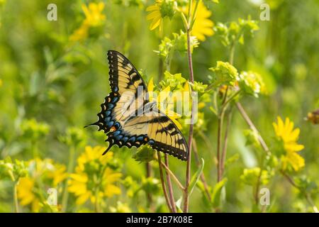 03023-03417 Tiger Swallowtail orientale (Papilio glaucus) su Rosin Weed (Silphium integrifolium) Marion Co. Il Foto Stock