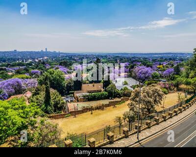 Veduta aerea di Johannesburg , la più grande foresta urbana durante la primavera - Jacaranda fiorente in ottobre in Sudafrica Foto Stock