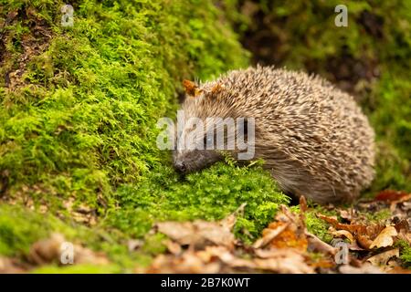 Hedgehog (nome scientifico: Erinaceus Europaeus), selvaggio, nativo, europeo hedgehog emergente dall'ibernazione all'inizio della primavera di fronte a sinistra su muschio verde Foto Stock