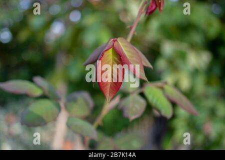 Foglie autunnali di Acer maximowiczianum nella foresta. Primo piano foglia. Foto Stock