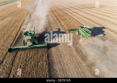 63801-14418 Vista aerea delle mietitrebbie che raccolgono i fagioli di soia Marion Co. Il Foto Stock