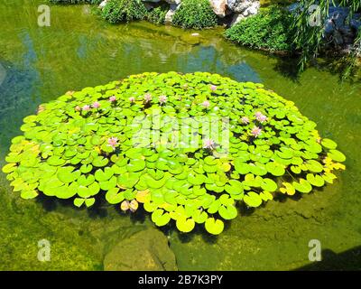 Giardino botanico presso la Biblioteca di Huntington a San Marino California USA Foto Stock