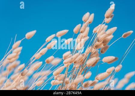 Bunny code erba in stile vintage; sfondo natura Foto Stock