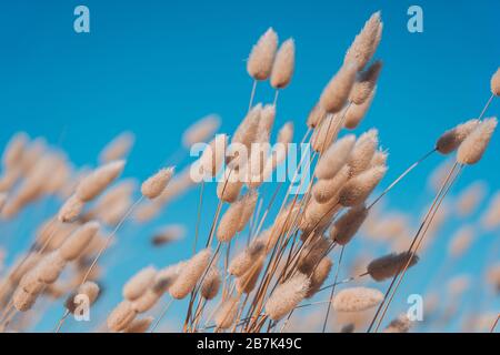 Bunny code erba in stile vintage; sfondo natura Foto Stock