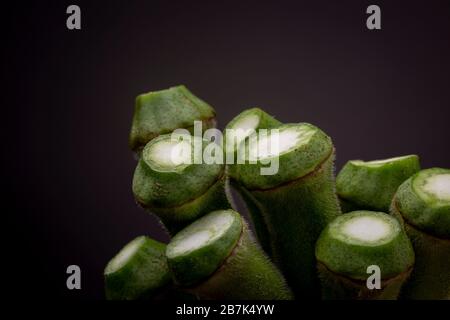 Primo piano delle cime di Okra o le dita delle Signore verdure su uno sfondo grigio scuro. Studio ben illuminato a bassa vita tasto. Foto Stock