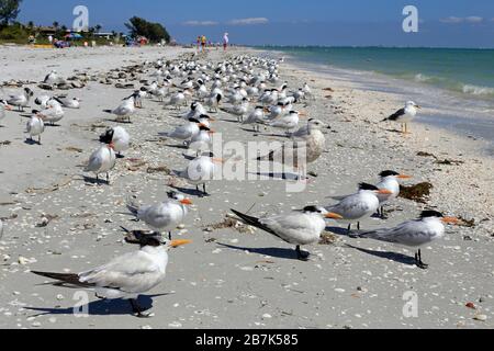 royal terns on beach, sanibel island, florida Foto Stock