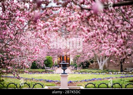 WASHINGTON - Saucer mangolias (Magnolia Soulangeana) fiorente nell'Enid A. Haupt Garden dietro il Castello Smithsonian sul National Mall a Washington DC. Ogni primavera, la grande collezione di magnolie nel Giardino dell'Haupt fornisce un inizio colorato alla primavera dell'area di DC. In genere fioriscono un paio di settimane prima della famosa fioritura dei ciliegi. Foto Stock